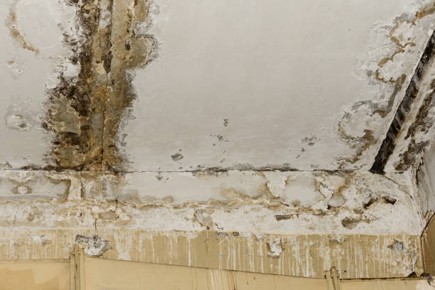  Mount Gilead, OH Mold Prevention & Removal Pros