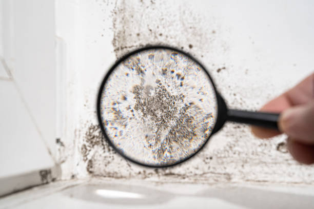 Trusted Mount Gilead, OH Mold Prevention & Removal  Experts